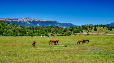 San Martin de los Andes, Neuquen, Arjantin 'deki dağlarla yeşil bir çayırda otlayan bir grup atın yakın görüntüsü.