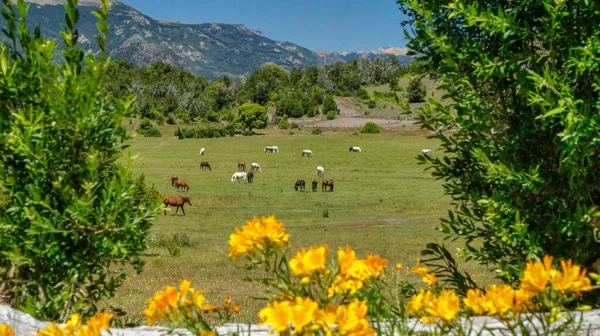 圣马提德洛斯安第斯山脉夏季风景 一些黄色的小花 一些马在一片绿色的草地上 还有一些松树作为背景 — 图库照片