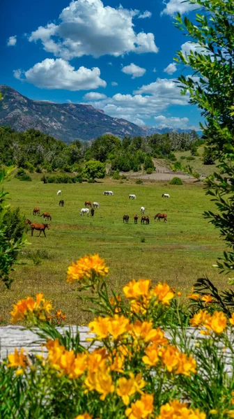 San Martinde Los Andes Letni Krajobraz Kilka Małych Żółtych Kwiatów — Zdjęcie stockowe