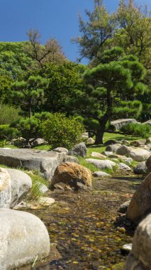 Yeşil bir ormanda akan küçük bir kristal su deresi.