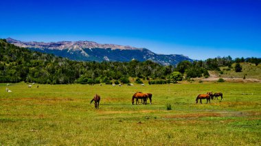 San Martin de los Andes, Neuquen, Arjantin 'deki dağlarla yeşil bir çayırda otlayan bir grup atın yakın görüntüsü.