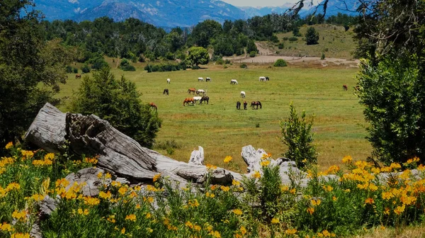 圣马提德洛斯安第斯山脉夏季风景 一些黄色的小花 一些马在绿色的草地上 山脉作为背景 — 图库照片