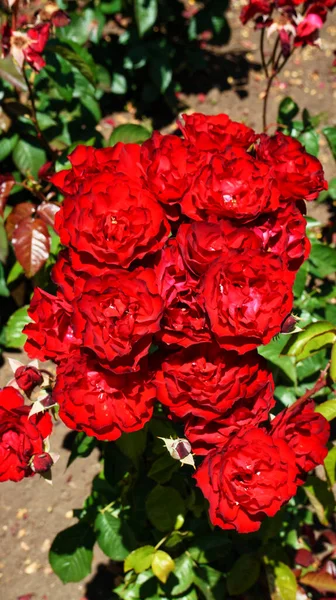 Bliski Widok Krzew Czerwonych Róż Ogrodzie — Zdjęcie stockowe