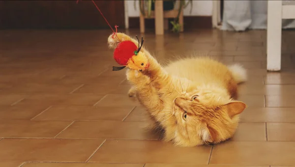 Playful Ginger Cat Small Red Toy — Zdjęcie stockowe