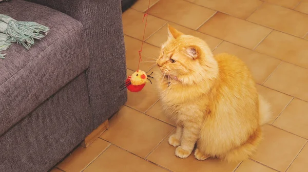 Грайливий Імбирний Кіт Маленькою Червоною Іграшкою — стокове фото