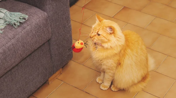 Playful Ginger Cat Small Red Toy — Stock Photo, Image