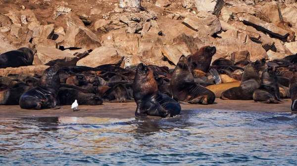 Grande Grupo Lobos Marinhos Descansando Dormindo Uma Praia Rochosa Perto Imagens Royalty-Free