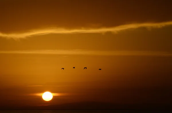 カモメと夕日の色 ストック写真