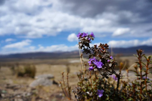 Bozkırda bir menekşe çiçeğine yaklaş, bir arı ile, arka planda yumuşak bir odak         