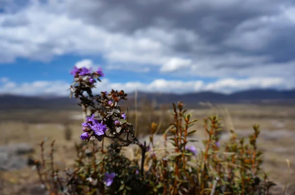 Bozkırda bir menekşe çiçeğine yaklaş, arka planda hafifçe odaklan.