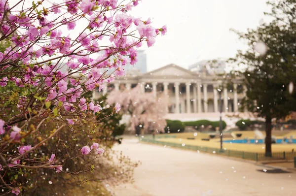 Uçan pembe kiraz yaprakları ve Seul 'de açan kiraz ağacı. 