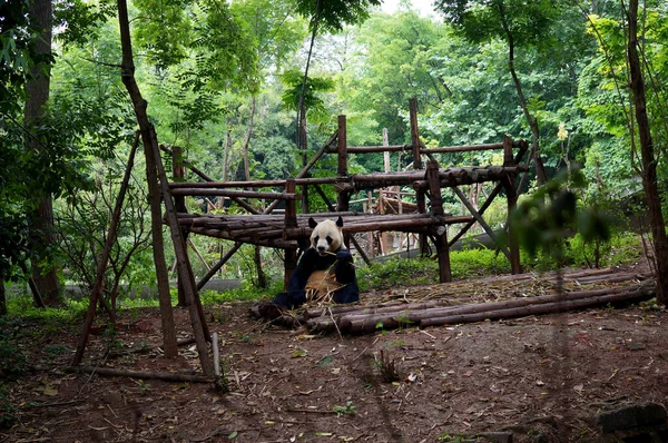 Ormanda bambu yiyen panda. Arkadaki ahşap platform. Öndeki bulanık dallar