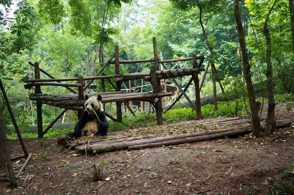 Panda parkta bambu yiyor. Ahşap platform ve arka plan olarak birçok kadın