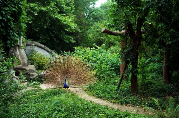 Parkta kuyruğu açık bir tavus kuşu. Arkasına hafifçe odaklan.