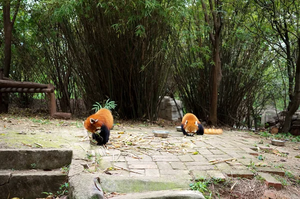 Parkta oynayan iki panda.