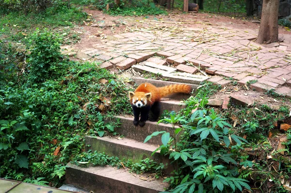 Küçük kırmızı panda kameraya bakıyor.