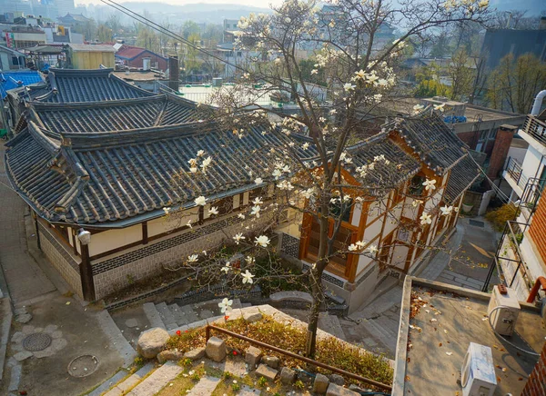 Geleneksel evlerin üzerinde çiçekli ağaç ve Seul 'ün çatı katları var.