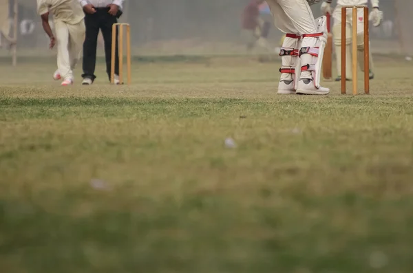 Cricket sta giocando — Foto Stock