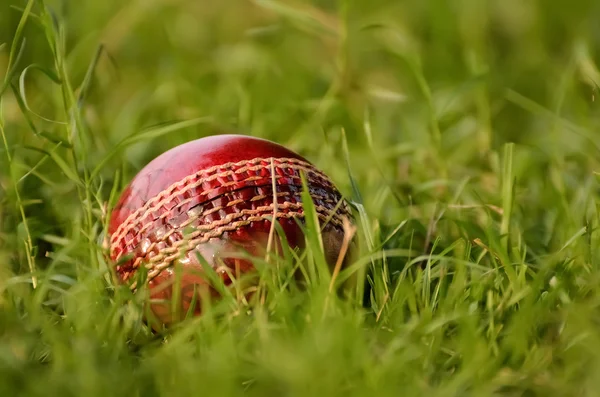 Pelota de cricket sobre hierba —  Fotos de Stock