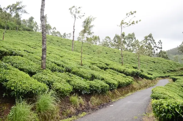 Plantation de thé en Inde — Photo