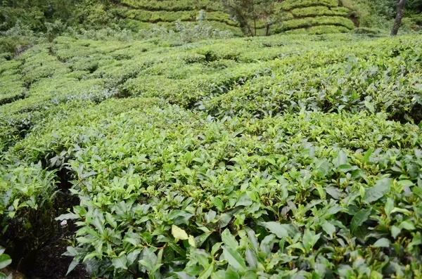 Folhas de chá verde. — Fotografia de Stock