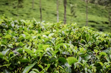 yeşil çay yaprakları.