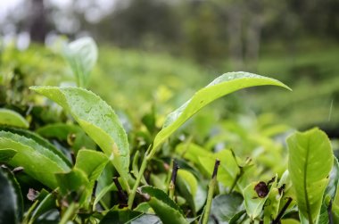 yeşil çay yaprakları.