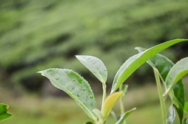 yeşil çay yaprakları.