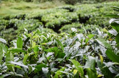 yeşil çay yaprakları.