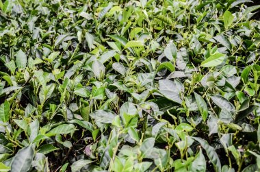 yeşil çay yaprakları.