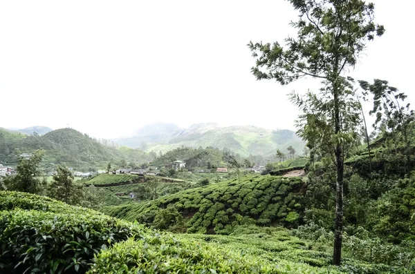 Jardin de thé au Kerala — Photo