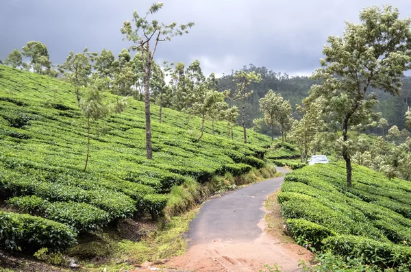 Jardin de thé au Kerala — Photo