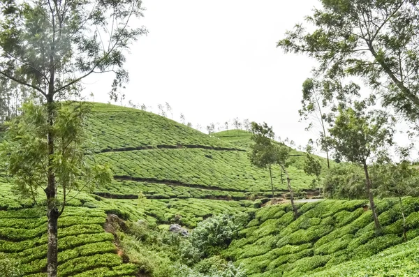 Jardin de thé au Kerala — Photo