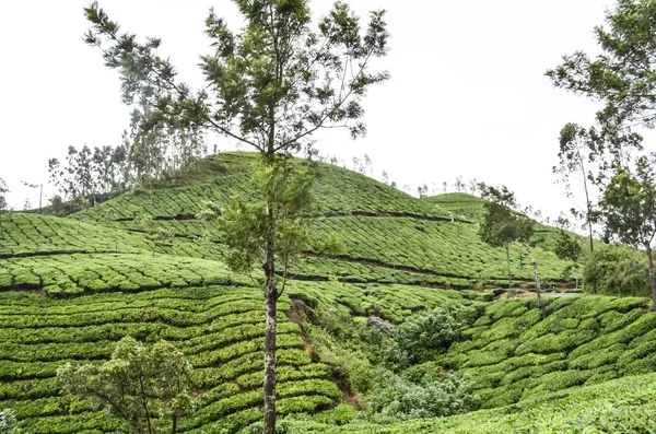 Čaj zahradní v Kerala — Stock fotografie