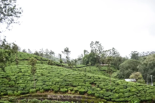 Jardín de té en Kerala — Foto de Stock