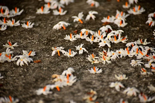 Parijat Night Jasmine Flower Laying Ground Its Called Raat Rani — Stock Photo, Image