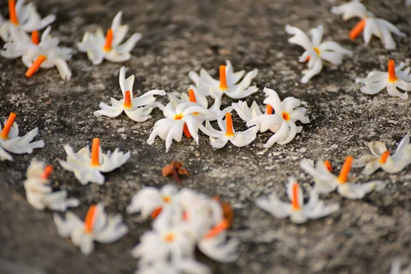 Parijat (Night Jasmine) flower laying on ground its called Raat Ki Rani In India. The flower is used in many spiritual activities