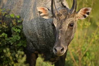 Yetişkin mavi boğa ya da nilgai, ormanda yaşayan bir Asya antilobu. Nilgai, Hindistan 'a özgü bir hayvandır..