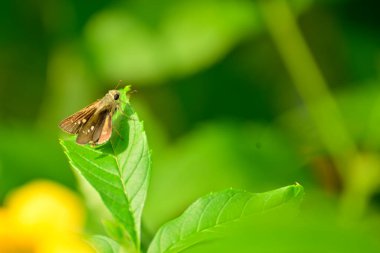 Yeşil yaprağın üzerinde oturan böceklere yakın çekim