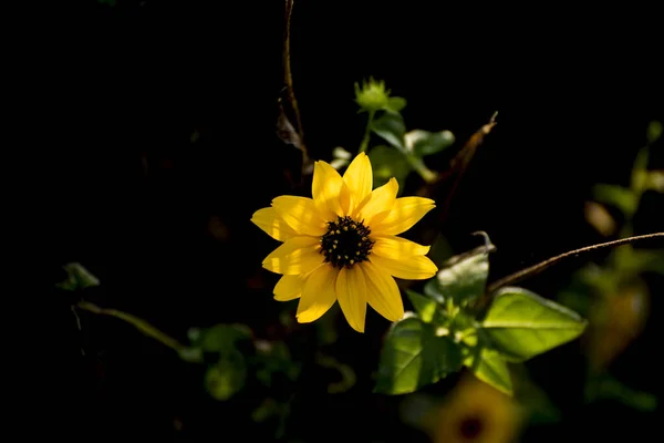 Primer Plano Del Girasol Sobre Fondo Negro — Foto de Stock