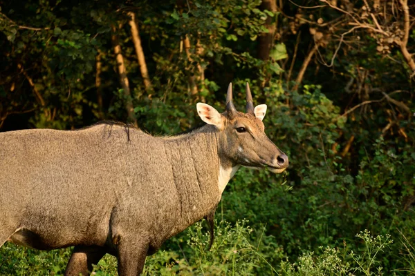 Dospělý Modrý Býk Nebo Nilgai Asijská Antilopa Lese Nilgai Endemické — Stock fotografie