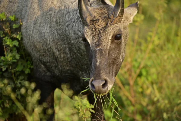 Dorosły Byk Niebieski Lub Nilgai Azjatycka Antylopa Lesie Nilgai Jest — Zdjęcie stockowe