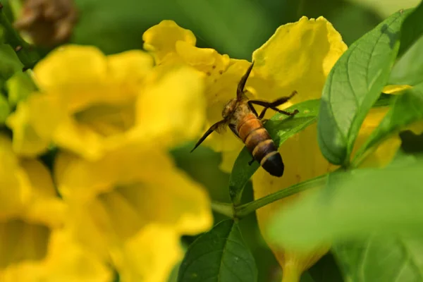 Primer Plano Insectos Chupando Miel Flor Amarilla Planta Verde —  Fotos de Stock