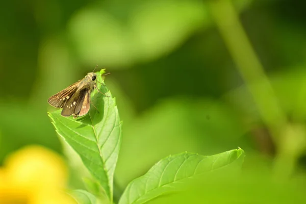 Gros Plan Des Insectes Assis Sur Feuille Verte — Photo