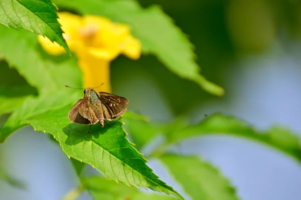 Yeşil Yaprağın Üzerinde Oturan Böceklere Yakın Çekim — Stok fotoğraf
