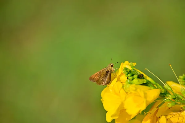 Κοντινό Πλάνο Των Εντόμων Πιπίλισμα Μέλι Από Κίτρινο Λουλούδι Πράσινο — Φωτογραφία Αρχείου