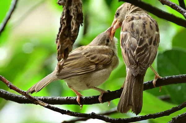 Sparrows Voedt Haar Baby Een Groen Bos Een Mus Die — Stockfoto