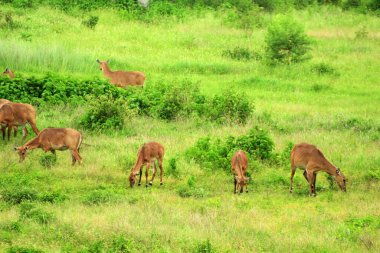 Mavi boğa ya da nilgai, Asya 'da yaşayan bir antilop türüdür. Nilgai, Hindistan 'a özgü bir hayvandır..