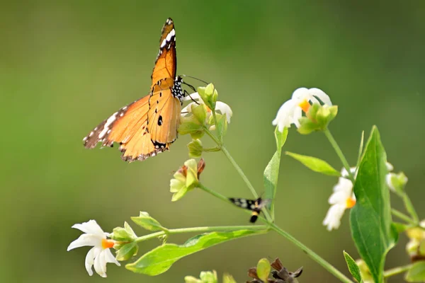 Mariposa Chupando Miel Flor Sobre Fondo Verde Borroso —  Fotos de Stock