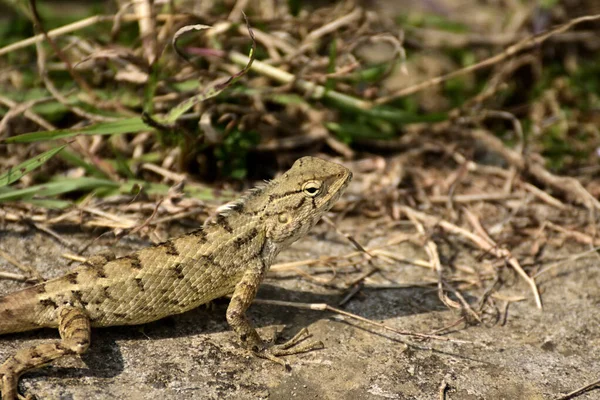 Primer Plano Del Lagarto Campo Hierba — Foto de Stock